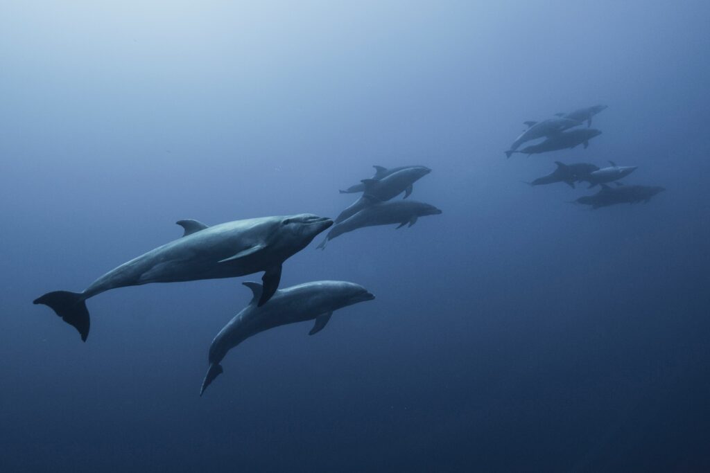 Family of Bottlenose Dolphin (Tursiops Truncatus) swimming up from deep blue