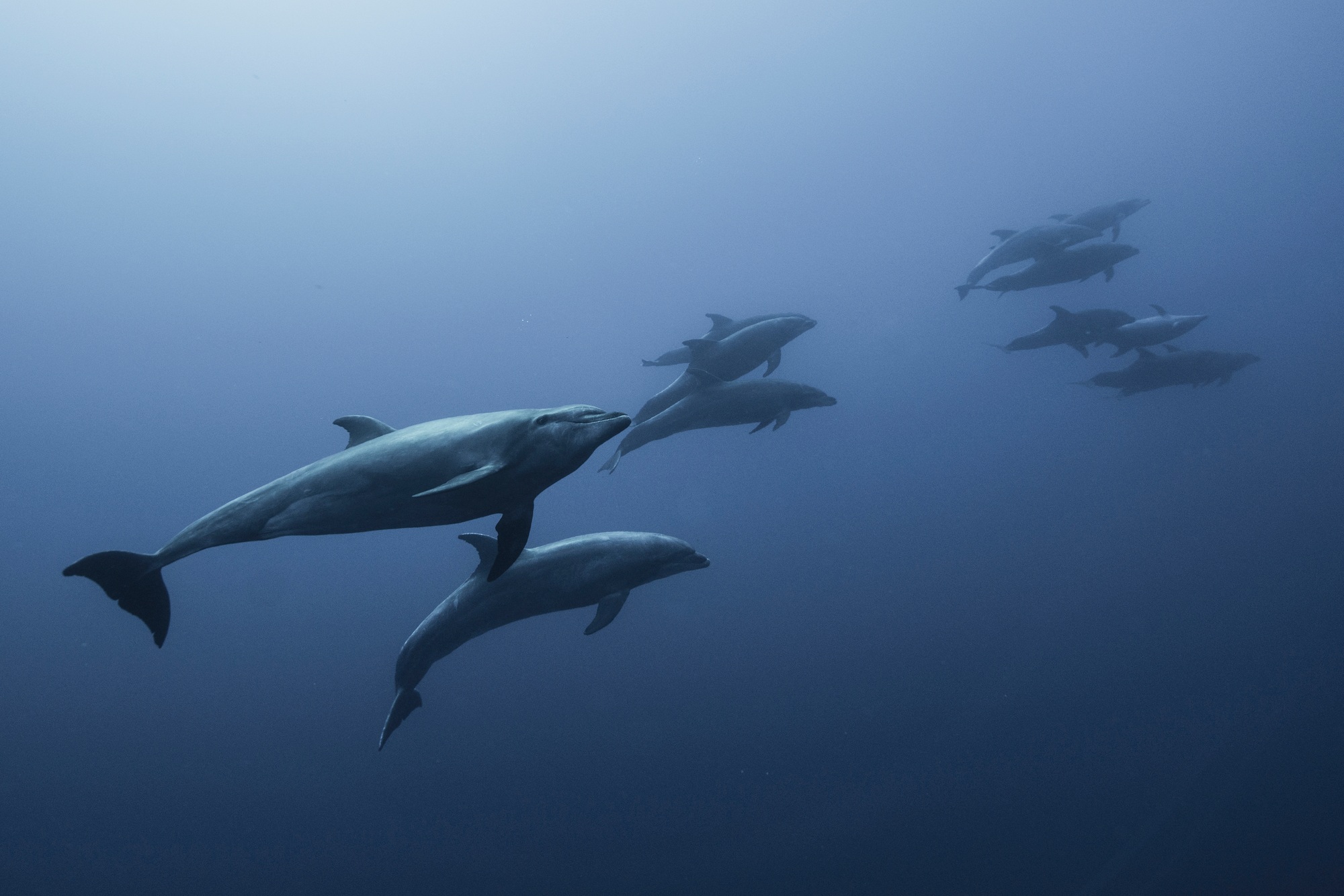 Family of Bottlenose Dolphin (Tursiops Truncatus) swimming up from deep blue