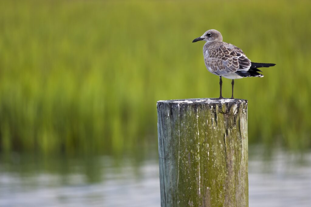 Seagull perched on a wooden dock by inland waterway at Murrells Inlet, SC