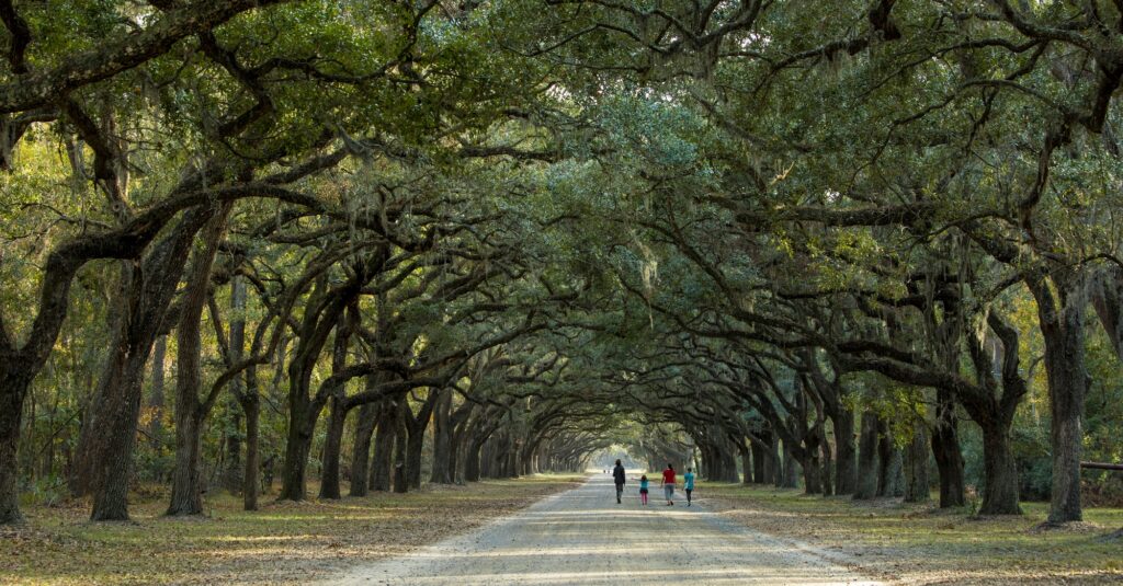 Walking under canopy of live oaks