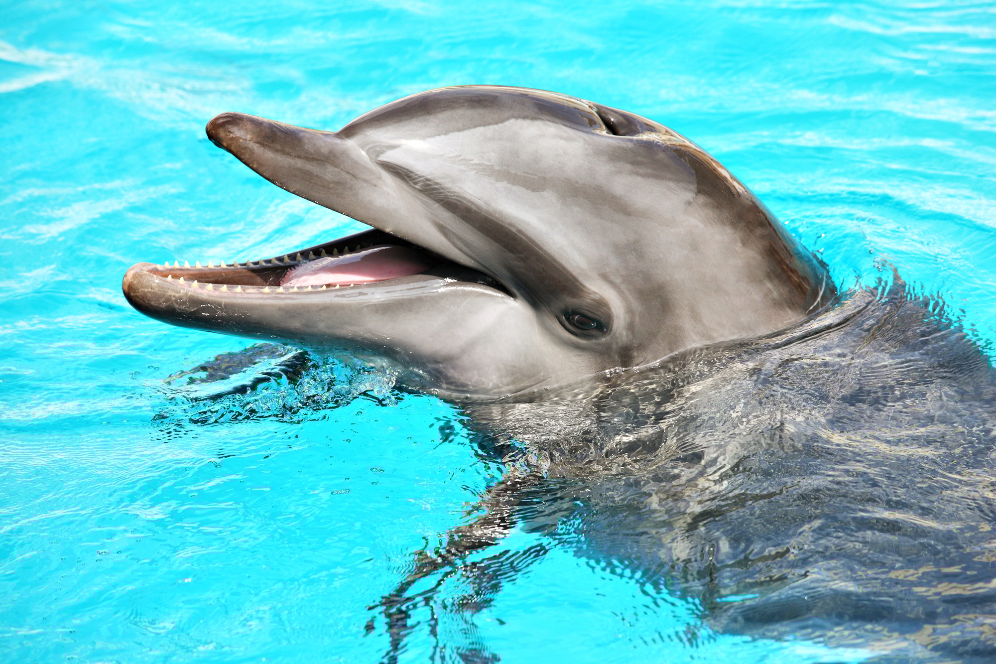 Friendly dolphin