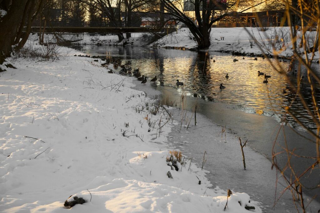 Ducks on a frozen river at winter sunset, golden reflections on water by snowy banks and bridge in a quiet park.