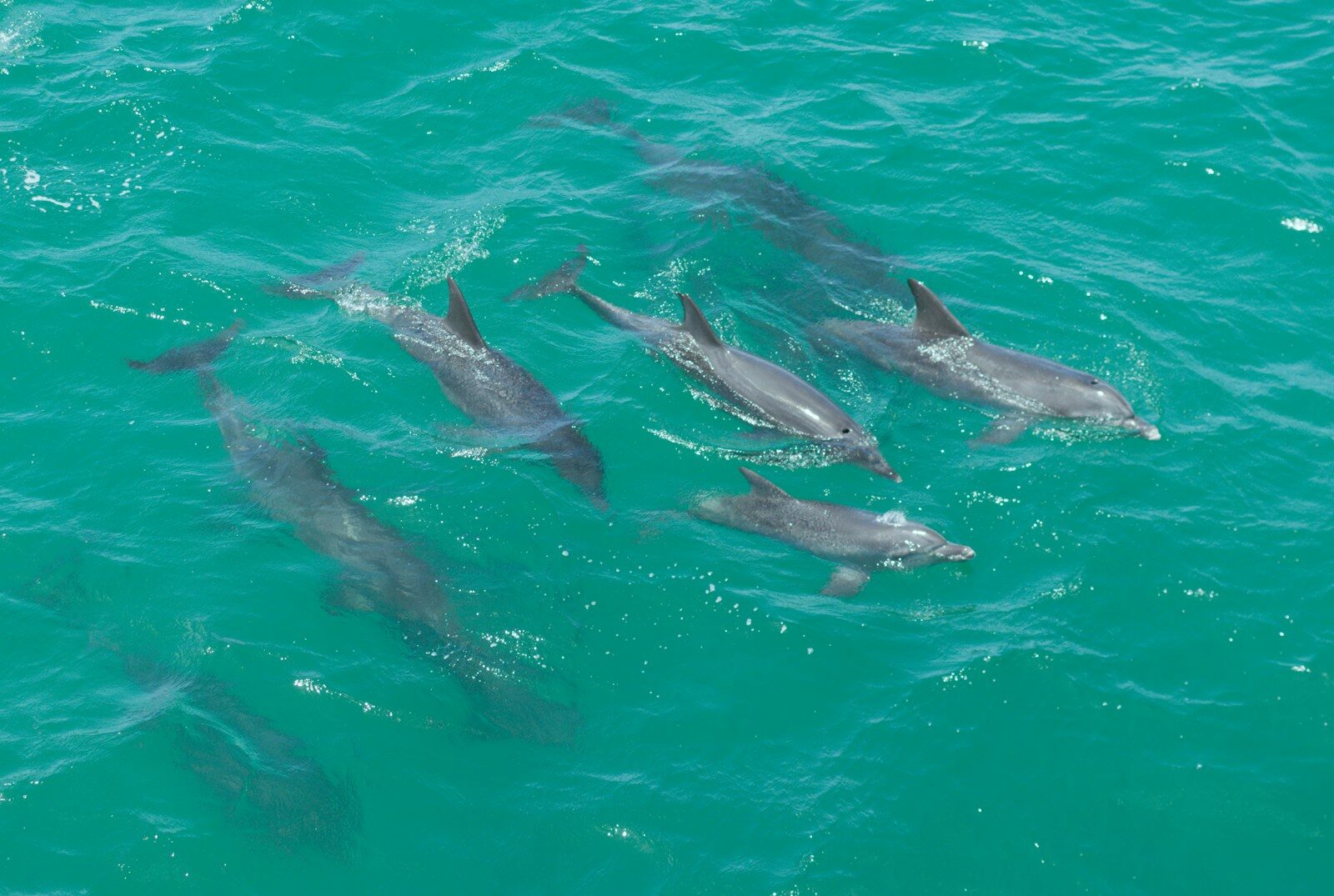 A pod of dolphins swims in clear turquoise water.