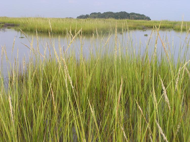 Coastal salt marsh wetland with tall cordgrass and tidal creek water under a hazy sky