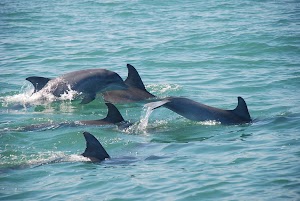 Blue Wave Adventures Dolphin Watch Tour place picture