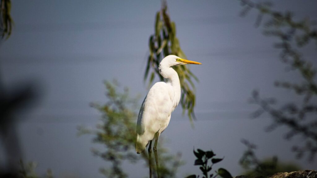 a white bird standing on top of a tree branch